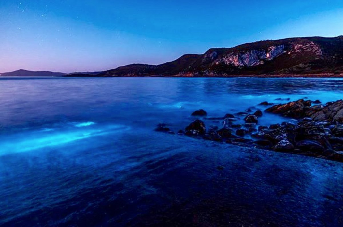 The waters along #Tasmania’s north-west coastline have taken on a bizarre, glowing appearance in recent days.