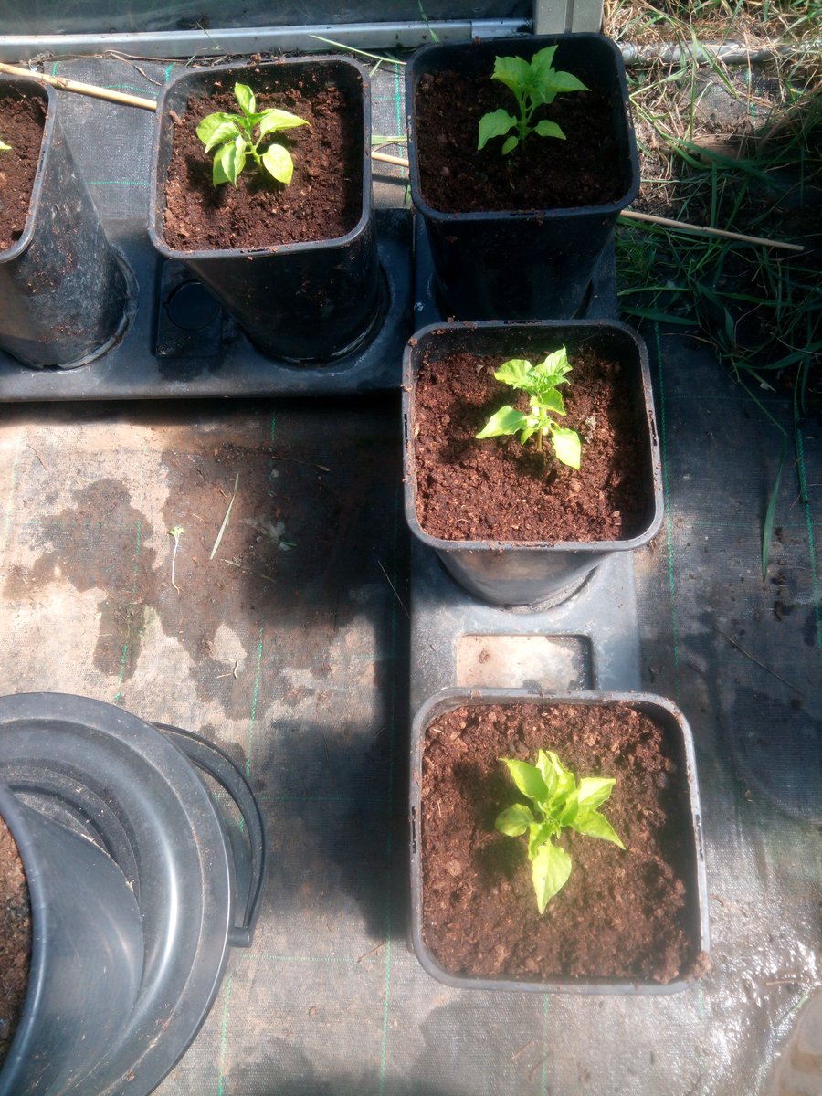 ChilliExperienz's tweet photo. The @GardeningAngels #chilligrow is all systems grow!! #Naga bhut jolokias loving the Portuguese sun!! https://t.co/P429700MNQ
