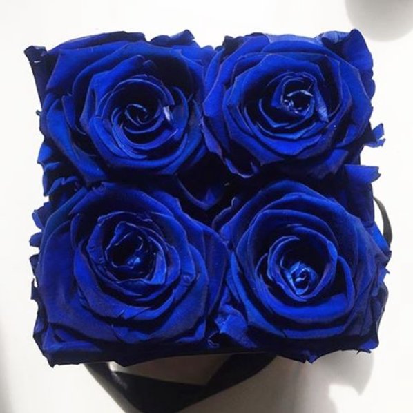 zoskinhealth's tweet photo. The more blue, the better. ๐#ZOBlue ๐ท: @VenusETFleur https://t.co/vMTsz5vI3Q