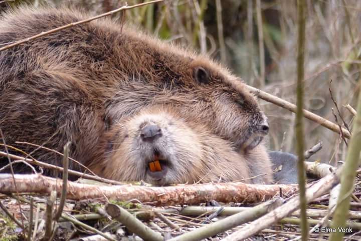 natuurvriendin's tweet photo. Het Internationale #beverdag . Deze ontmoeting zal ik niet gauw vergeten met de #bevers https://t.co/q0dBf98Avg