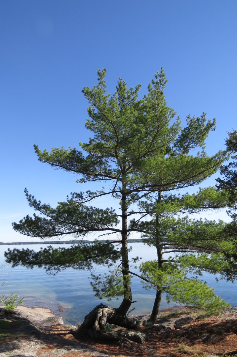 OntarioParks's tweet photo. The scent of fresh pine has been shown to lower depression and anxiety. #HPHP #WorldHealthDay https://t.co/PL1LpeonvA