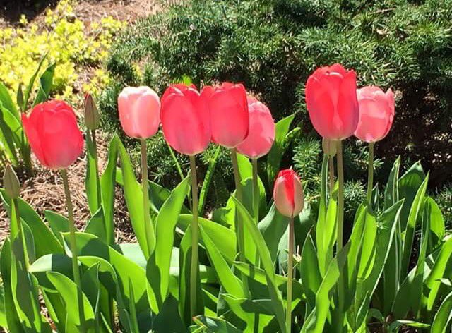 CindyCowart's tweet photo. #tulips photo by Ally https://t.co/ta54TXY4us