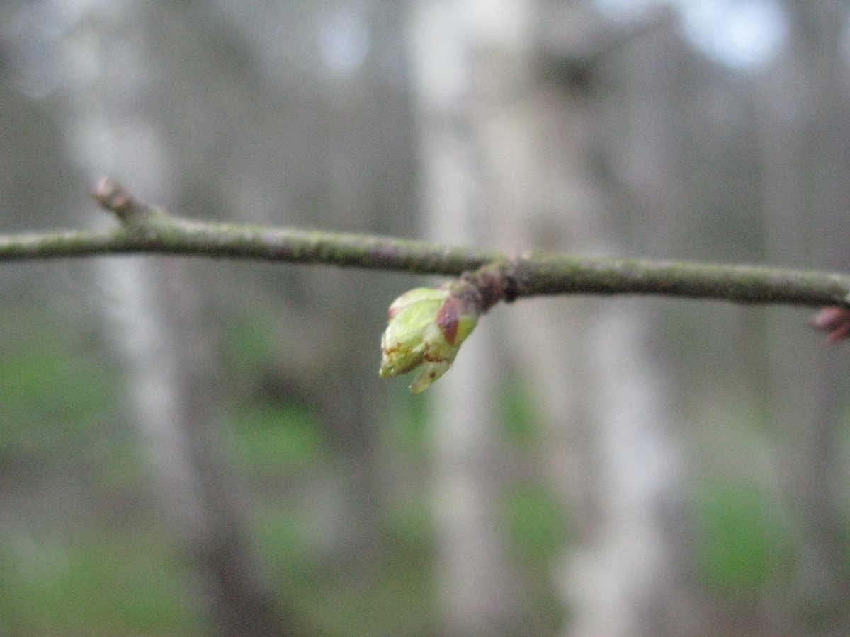 TrackATree's tweet photo. Happy Friday! Can't wait for a bit of #springinthewoods this weekend! Last time #TrackATree saw birch budburst and hawthorn nearly leafing. https://t.co/XnOqO26tYc