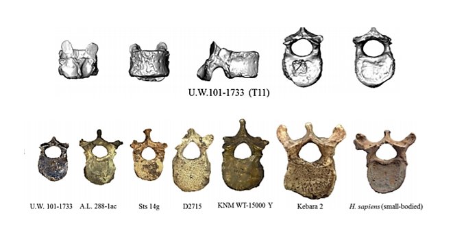 sam__cronin's tweet photo. UW 101-1733 Despite a small body size, the spinal canal of H. naledi thoracic vertebrae is as large as those of other species! #FossilFriday https://t.co/xqqBn4EStr