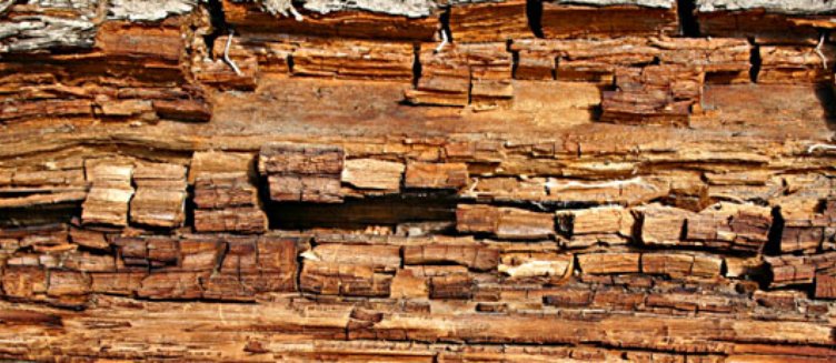 A great article on knowing the difference between dry rot and wet rot goo.gl/TnksH7