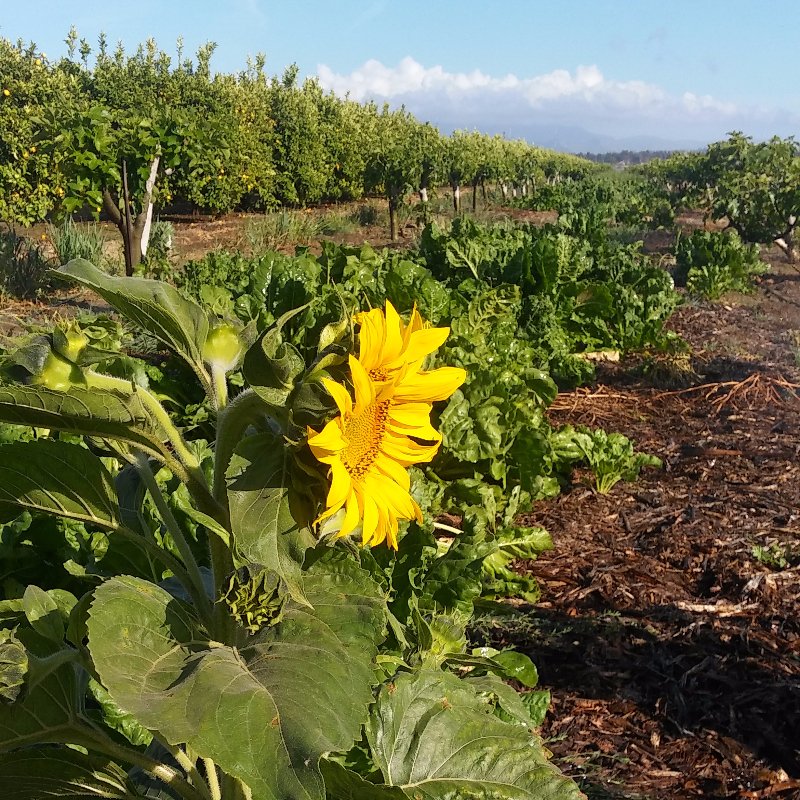 CitrusStrong's tweet photo. This 5th generation #lemon grower is using cover crops to improve soil health and water use efficiency on his farm! https://t.co/ocQe6GXqjm https://t.co/3i1ucBR72q