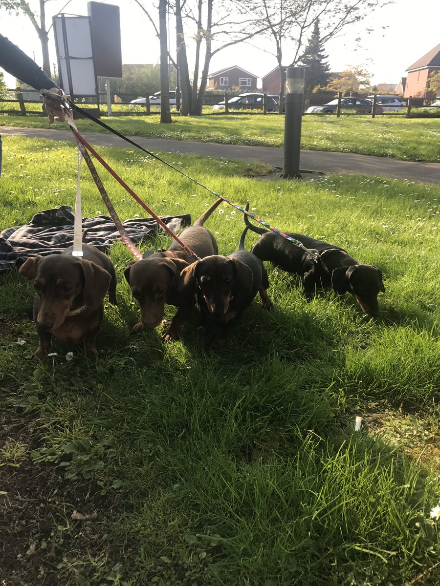 My doggies came for a visit in the garden earlier! #fitforsummer #Furrychildren <a href="/CatalinaCiurte/">Catalina Ciurte</a> <a href="/hannahfaceee/">Hannah Willis</a> <a href="/kirtkeza/">Kerry</a> <a href="/hawkeye1070/">Ian Hawkswood</a>