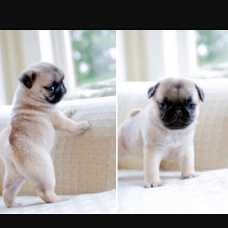 pug twerking