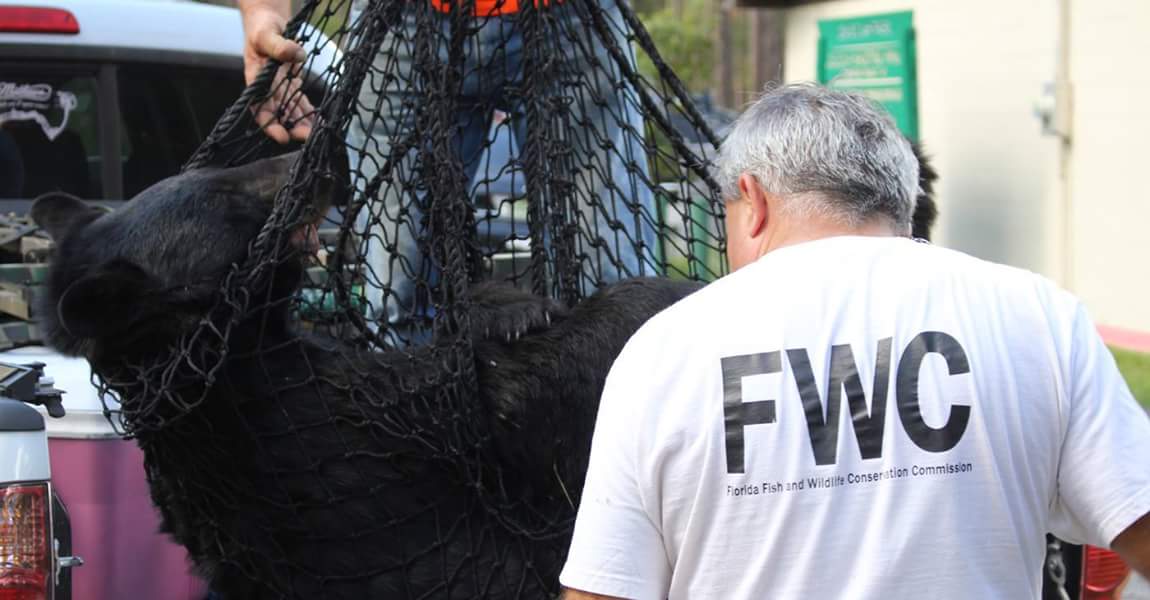oneprotestinc's tweet photo. We need emails TODAY to the FWC telling them NO BEAR HUNT. It's a fast and easy way to take action! #saveflbears  https://t.co/JS6CbB3d2p https://t.co/Qjzp6btKLx
