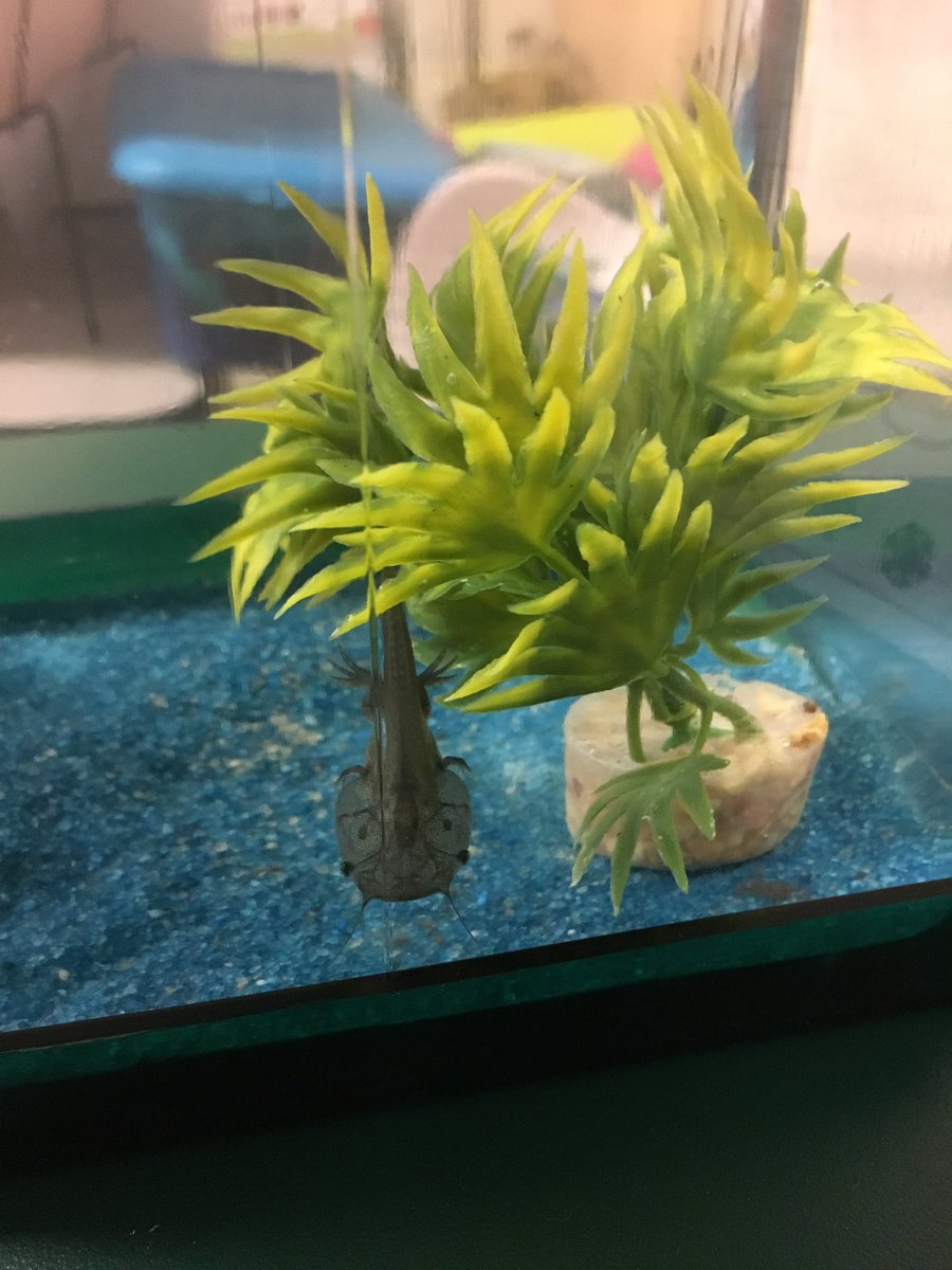MrsCastloo's tweet photo. #Metamorphosis at work! ๐ธ๐ท๐ฝGrow Swimmy Grow! #growafrog #CampMPES #tadpole #itsnotafish #swimmy @ParkwayBulldogs https://t.co/o25Xnn9kZn
