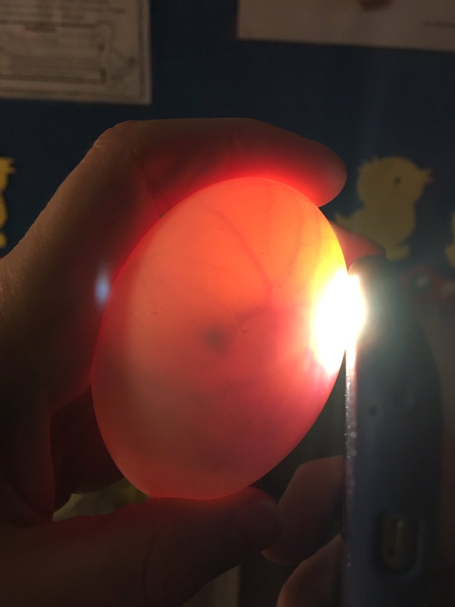 Ms_Broadhead's tweet photo. We candled some eggs on Day 8.... look what we found! @Ms_Broadhead @MitchellWoodsPS https://t.co/tUbGURFTRO