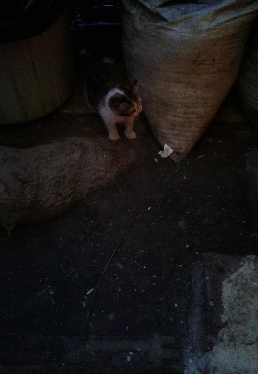 Yeni meraklı misafirler

@kolektif26a