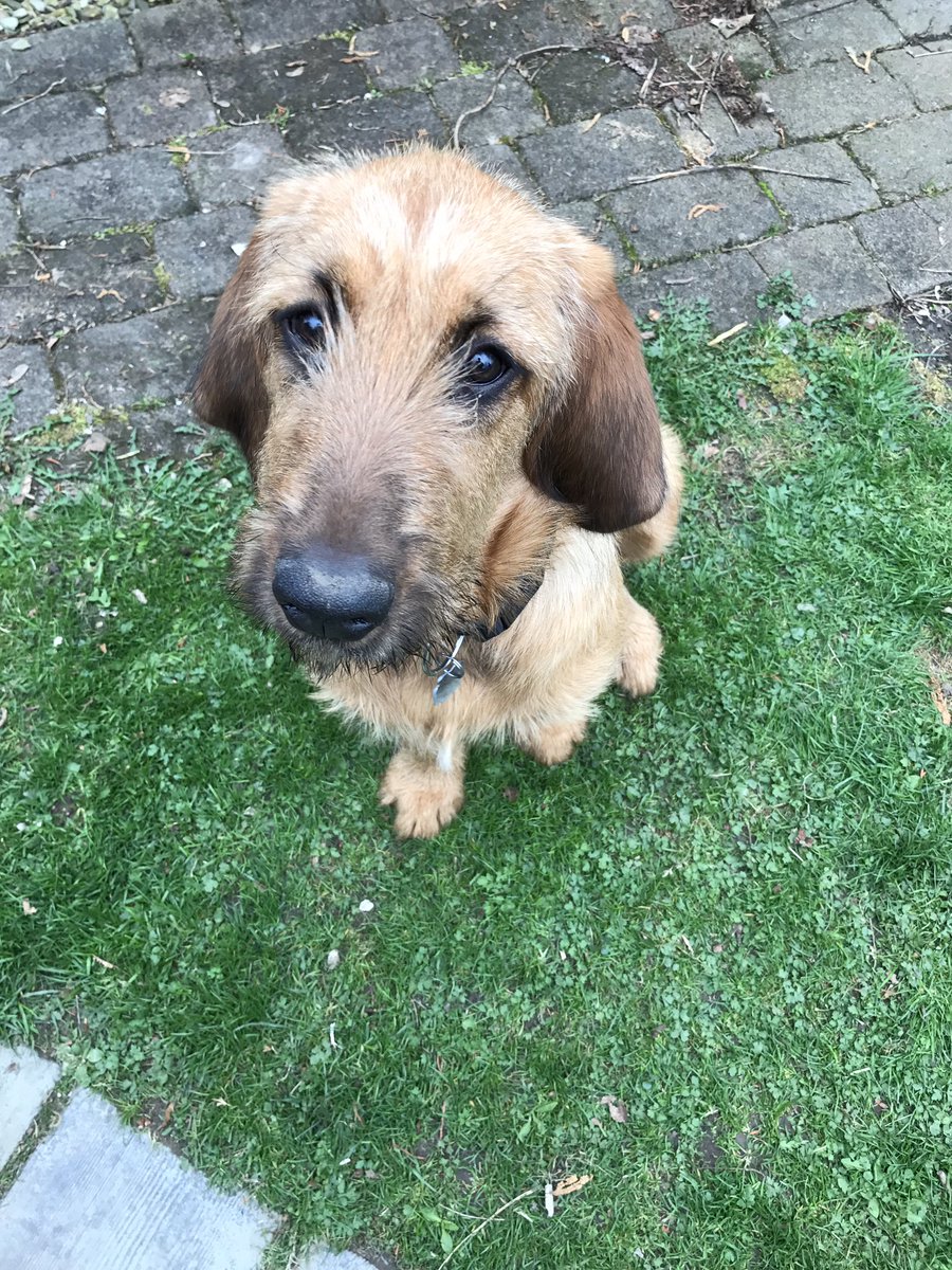 Lucy281016's tweet photo. #dogsoftwitter #dogcelebration #lucy #briad #bloodhound @dogcelebration https://t.co/UolaWfky3S
