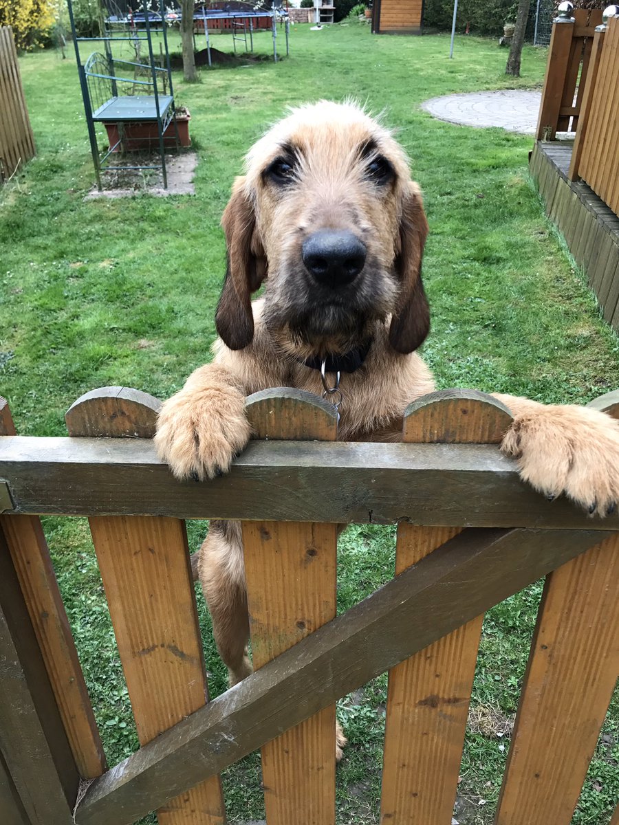 Lucy281016's tweet photo. #dogsoftwitter #dogcelebration #lucy #briad #bloodhound @dogcelebration https://t.co/UolaWfky3S