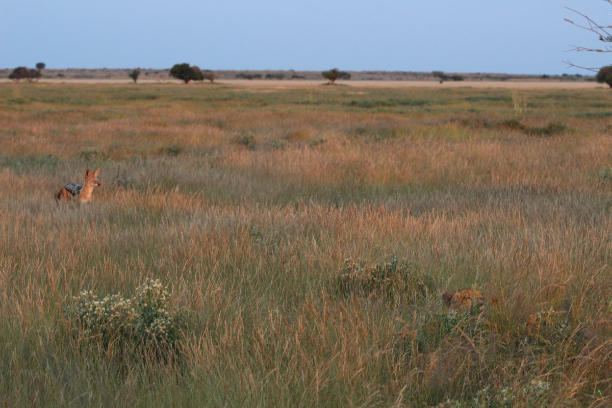 Stealth #cheetah but scavengers have got great sight. #Piper #cheetah