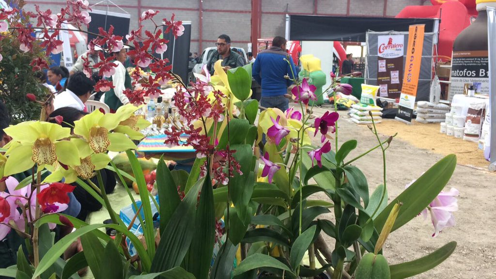 Agricultura_CZ6's tweet photo. #AZUAY | Mañana Feria Agropecuaria y #SubastaGanadera en nuevo Recinto Ferial @cagricolacuenca. Visita nuestro stand de productores #MAGAP https://t.co/IyEETQZKnA