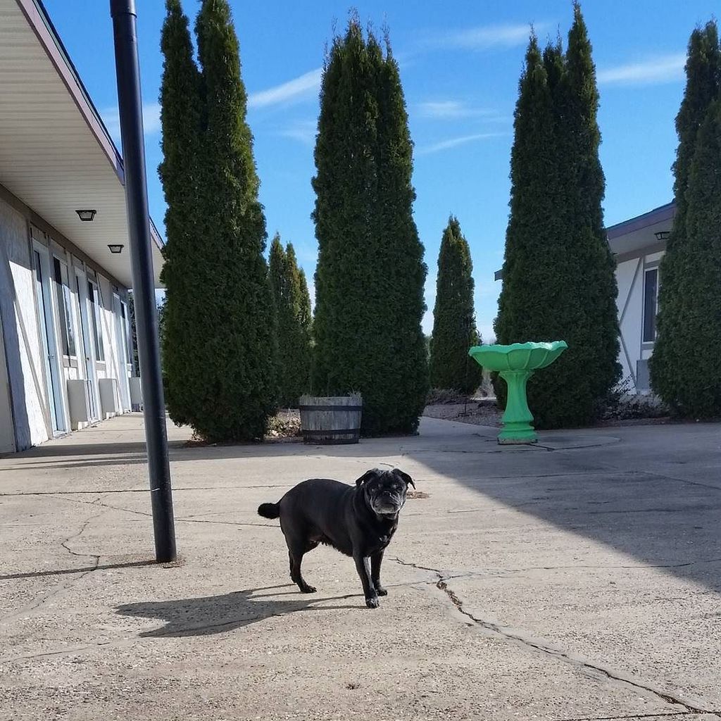 MotelPossible's tweet image. Walking on sunshine, and it does feel good. Especially in the courtyard, sheltered from the wind. #motelpossible #… ift.tt/2ohT4C5