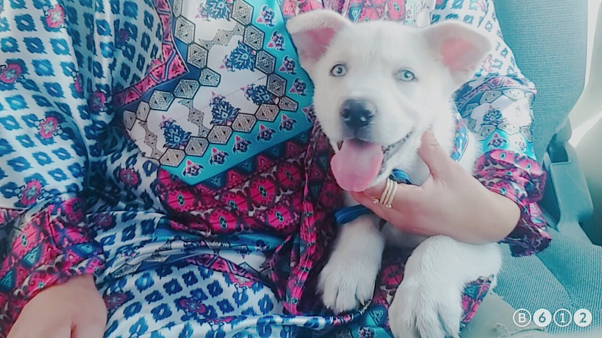 SemeHenry's tweet photo. Llego un nuevo miembro a la familia!!😍😘🐶💙 https://t.co/DCSeVTYs8N
