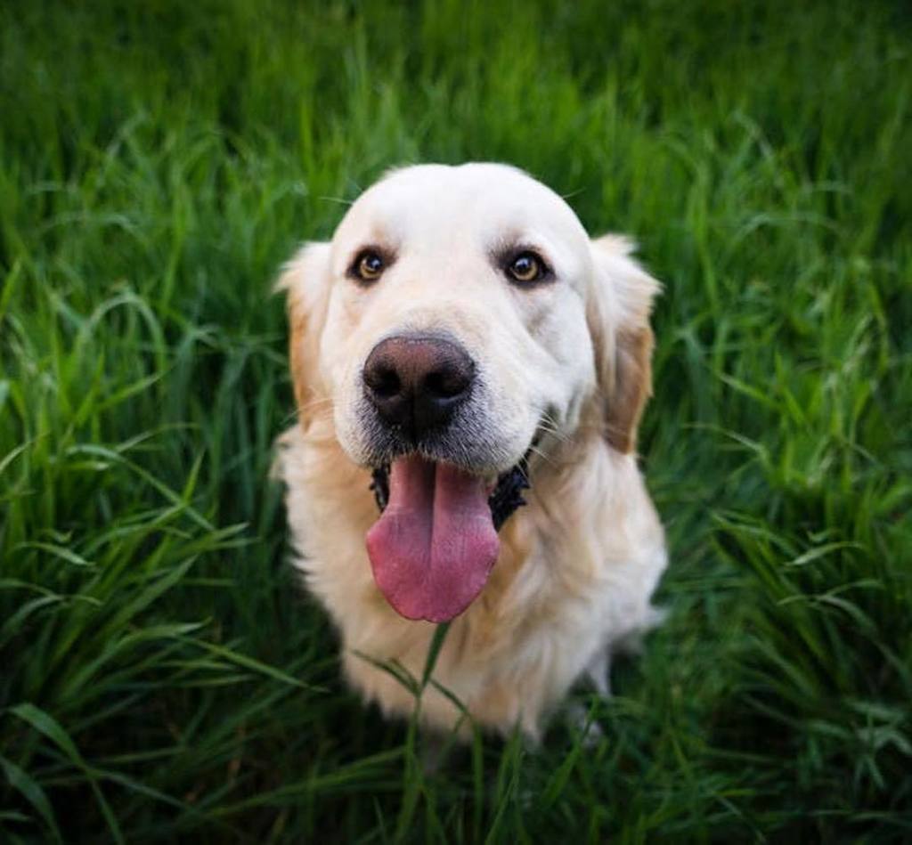 dogtv's tweet photo. "See, I was good and I sat. Can we go watch DOGTV now?!" ⠀
⠀
#dogsofinstagramn #dog #DOGTV #Dogs #dogsofig #dogsofinsta #doglife #goldenret… https://t.co/f06YLrHJSo