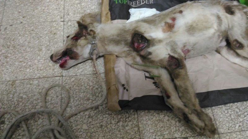 SoulsDefence's tweet image. Justice for defenceless dog tied with a rope and dragged by a car in Italy! Plz sign: change.org/en-GB/petition…