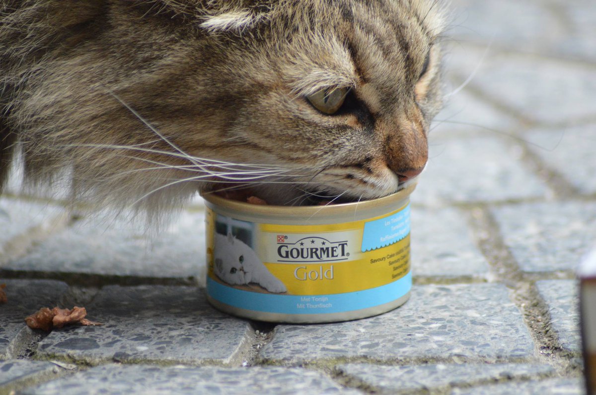 GnamGnamStyle's tweet photo. Davvero soddisfacente vederla mangiare con tanto appetito e senza fare storie. 
https://t.co/aC8fllGxq9
#gourmetgold  #spons #gourmet https://t.co/dOIrip4XK7