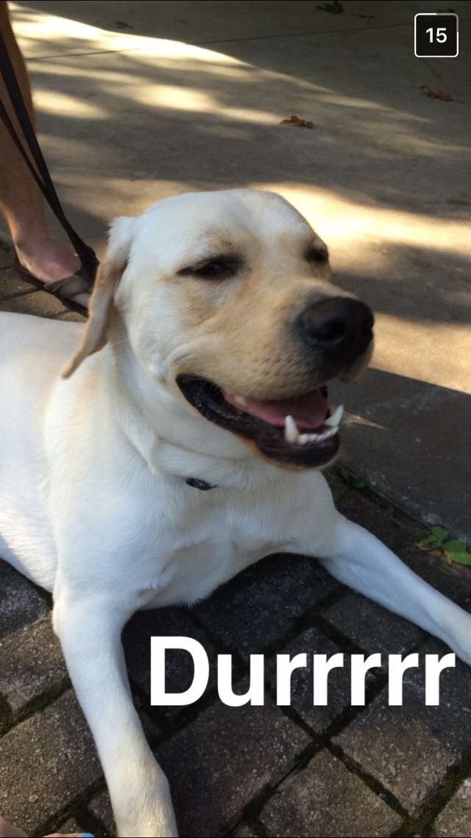kitkat112789's tweet photo. When an instructor tells you how your pup was perfect and instead of finding a nice picture, you find this... #TravisRodger #BeGoodPup https://t.co/ylW8OUZOVL