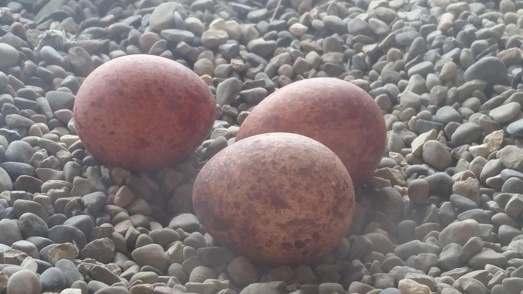 NYSDEC's tweet photo. It’s Peregrine Falcon time-3 eggs spied in DEC’s nesting box on Buffalo’s @CentralTerminal. Resident male &amp; female both banded in Canada https://t.co/toAEul15Ox