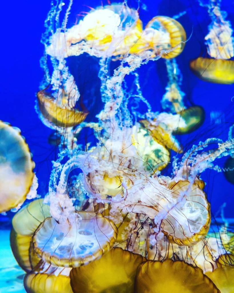 Sanman888's tweet photo. Long Beach Aquarium, Jelly Fishes
*
*
*
*
*
*
*
*
*
*
#sonya6300 #sonyalpha #a6300 #sigma30mm14 #longbeach #longbe… https://t.co/1Q2xKzuzvP https://t.co/SlXXQuY0uS