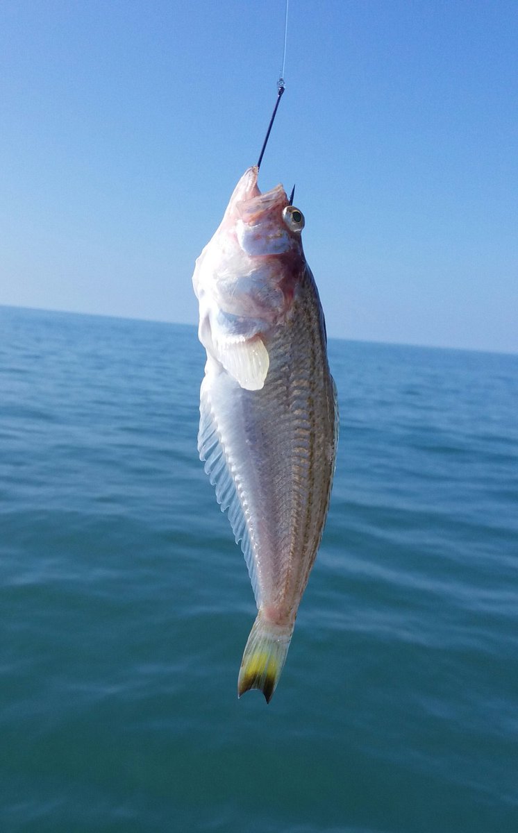 awayfishing's tweet photo. First one of the year. Nasty little buggers. #weever #poisonous https://t.co/CXkva8QOZn
