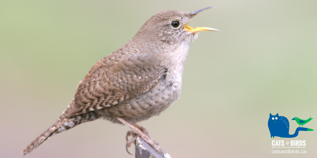 Cats And Birds On Twitter Our Partner Earthrangers Has A Great