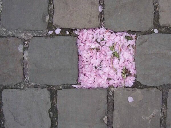 _Adeeb1's tweet photo. رسالة :
"سَينبُت الله مَكان الجرح زهراً وسيبدلنا فرحاً بعد حزنٍ دام طويلاً" . https://t.co/J7DOuBMoCn