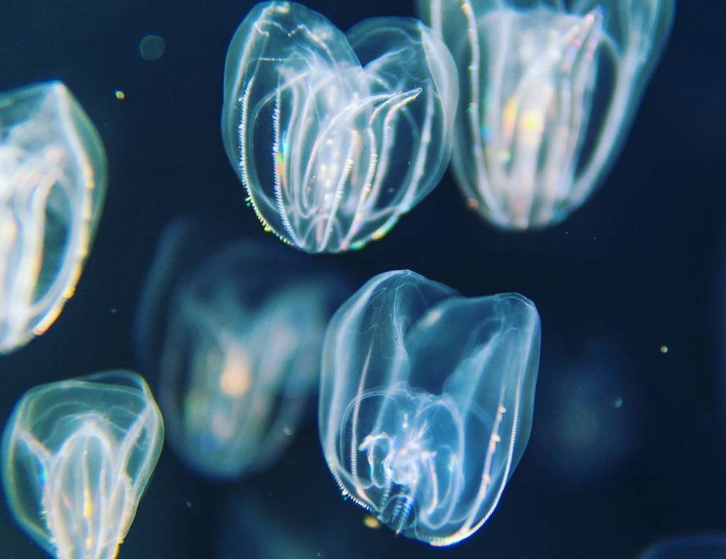 Sanman888's tweet photo. Long Beach Aquarium, Jelly Fishes
*
*
*
*
*
*
*
*
*
*
#sonya6300 #sonyalpha #a6300 #sigma30mm14 #longbeach #longbe… https://t.co/iUfI9Aqbor https://t.co/6avfx4NArT