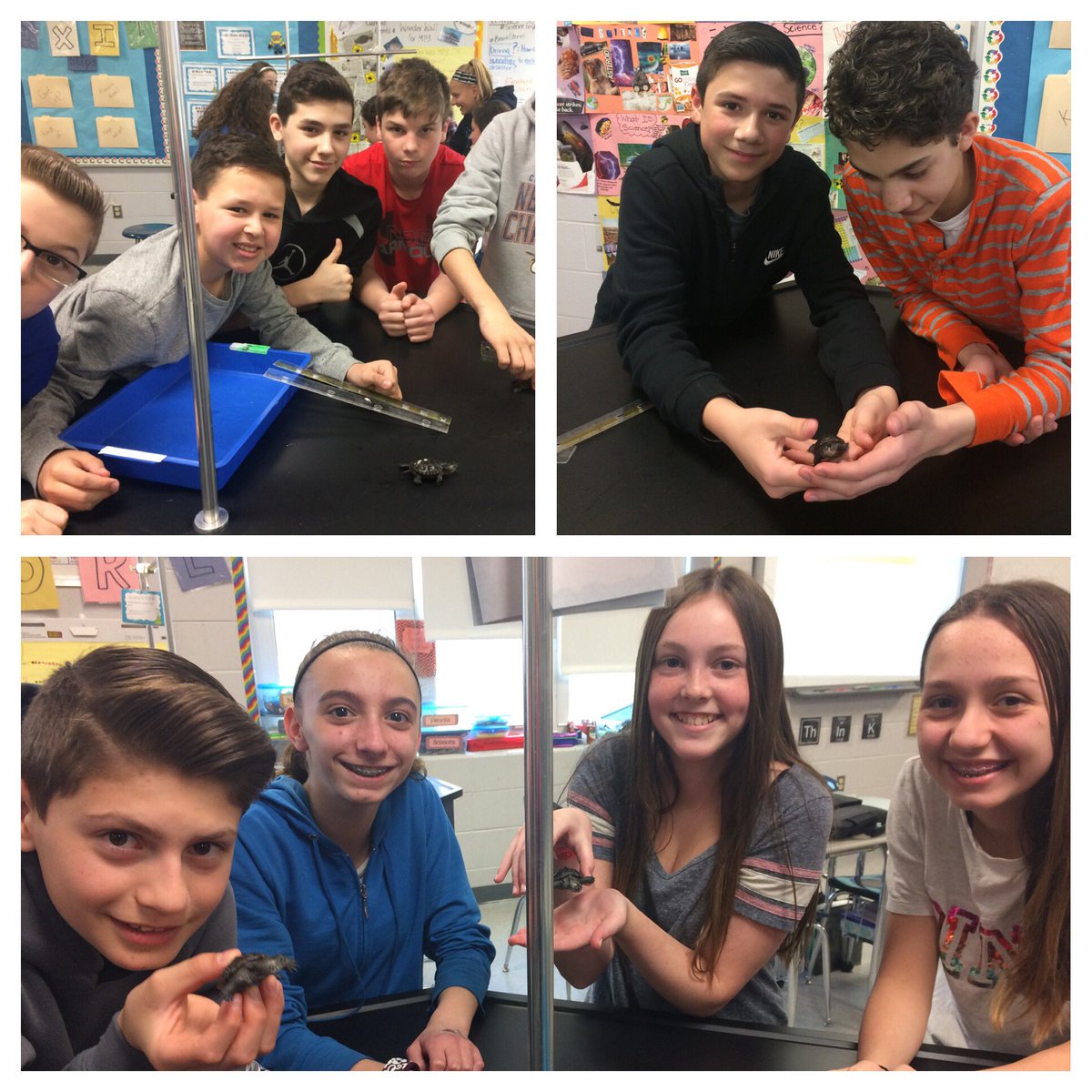 MrsJWaz's tweet photo. Our teeny terps aren't so teeny anymore! Loving our Barnegat bay diamonds 💎 #diamondbackterrapins #projectterrapin #Proud2BMillstone https://t.co/lWkxCRZig2