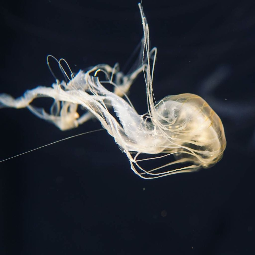 Sanman888's tweet photo. Long Beach Aquarium, Jelly Fishes
*
*
*
*
*
*
*
*
*
*
#sonya6300 #sonyalpha #a6300 #sigma30mm14 #longbeach #longbe… https://t.co/BY3yWc405D https://t.co/CqUHOQgXWz