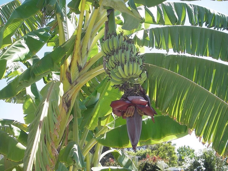 Did you know banana trees reach full height in only a few weeks??? Have a great weekend everyone 😄 #fruityfriday #treemovement