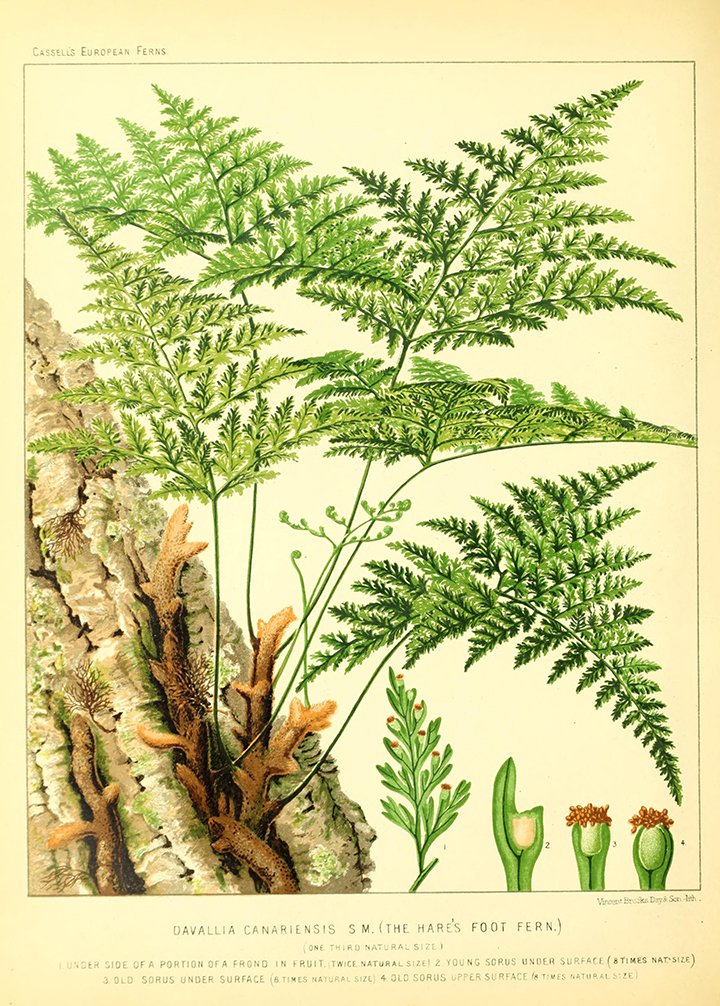 BioDivLibrary's tweet photo. Britten authored the 1st book dedicated exclusively to European #ferns https://t.co/ezQ7HpcajR Digitized @HarvardLibrary #FernFriday https://t.co/QicX4IbzD0