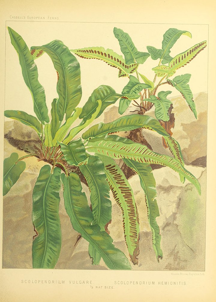 BioDivLibrary's tweet photo. Britten authored the 1st book dedicated exclusively to European #ferns https://t.co/ezQ7HpcajR Digitized @HarvardLibrary #FernFriday https://t.co/QicX4IbzD0