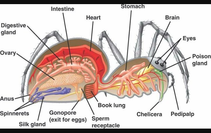 spider book lungs