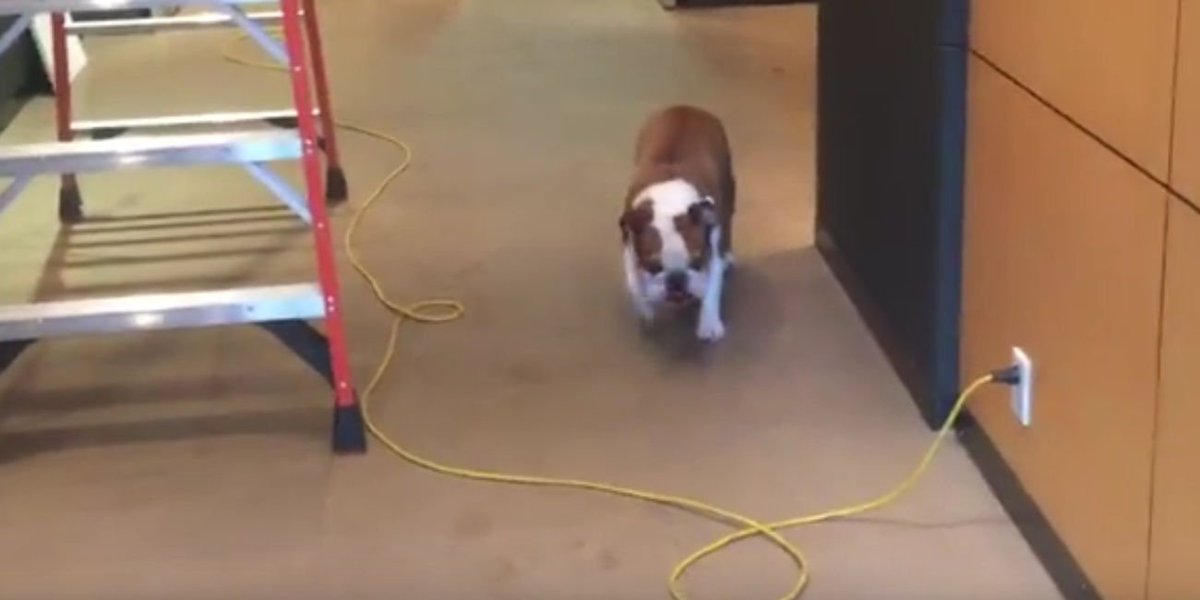 viralvidpro's tweet photo. Bentley The Dog Solves Irrational Fear Of Ladders And Cords

https://t.co/kFP9KP2MAD

#dog #smart https://t.co/w3IJDDzgiP
