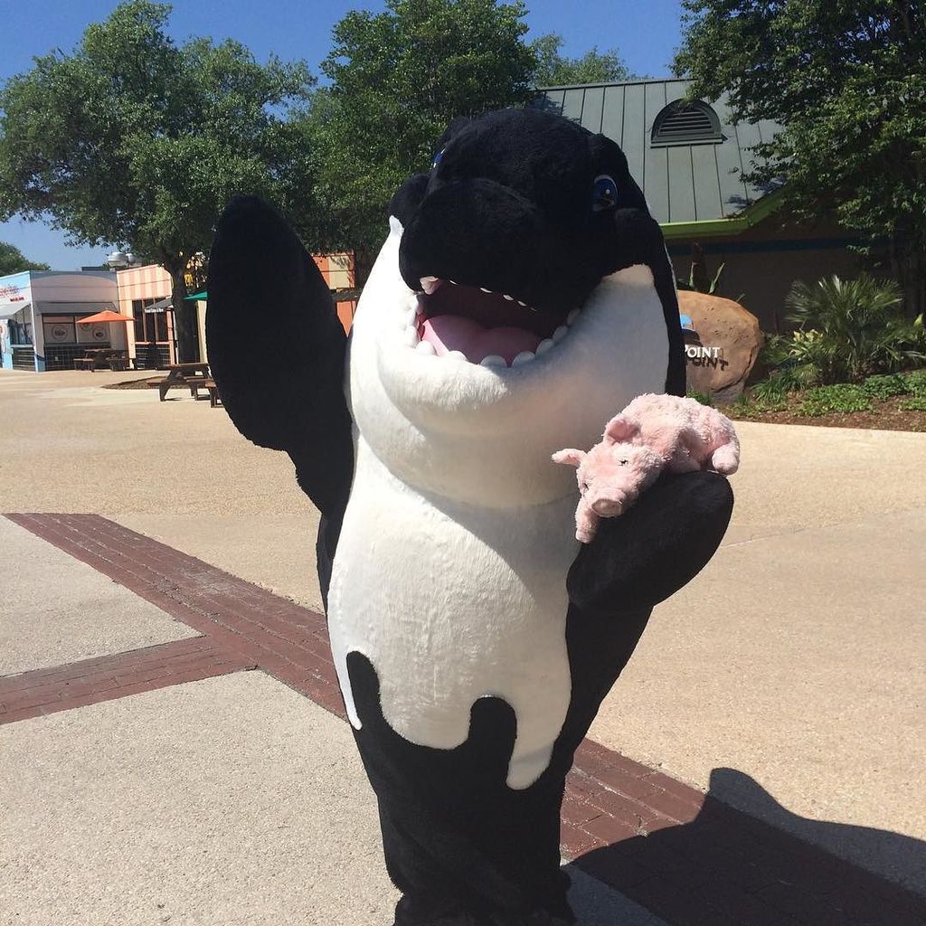 phsbandtrip's tweet photo. Rupert and his new friend Shamu! #phsbandtrip #rupertthepig #nopigswereharmedinthispicture https://t.co/BjFJ4nJ7uF https://t.co/oU5Qi12W2U