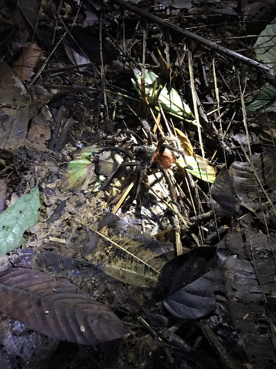 StanSmiths73's tweet photo. Just ya bog standard 8inch across tarantula, #shitmeself https://t.co/fLTezNm9HR