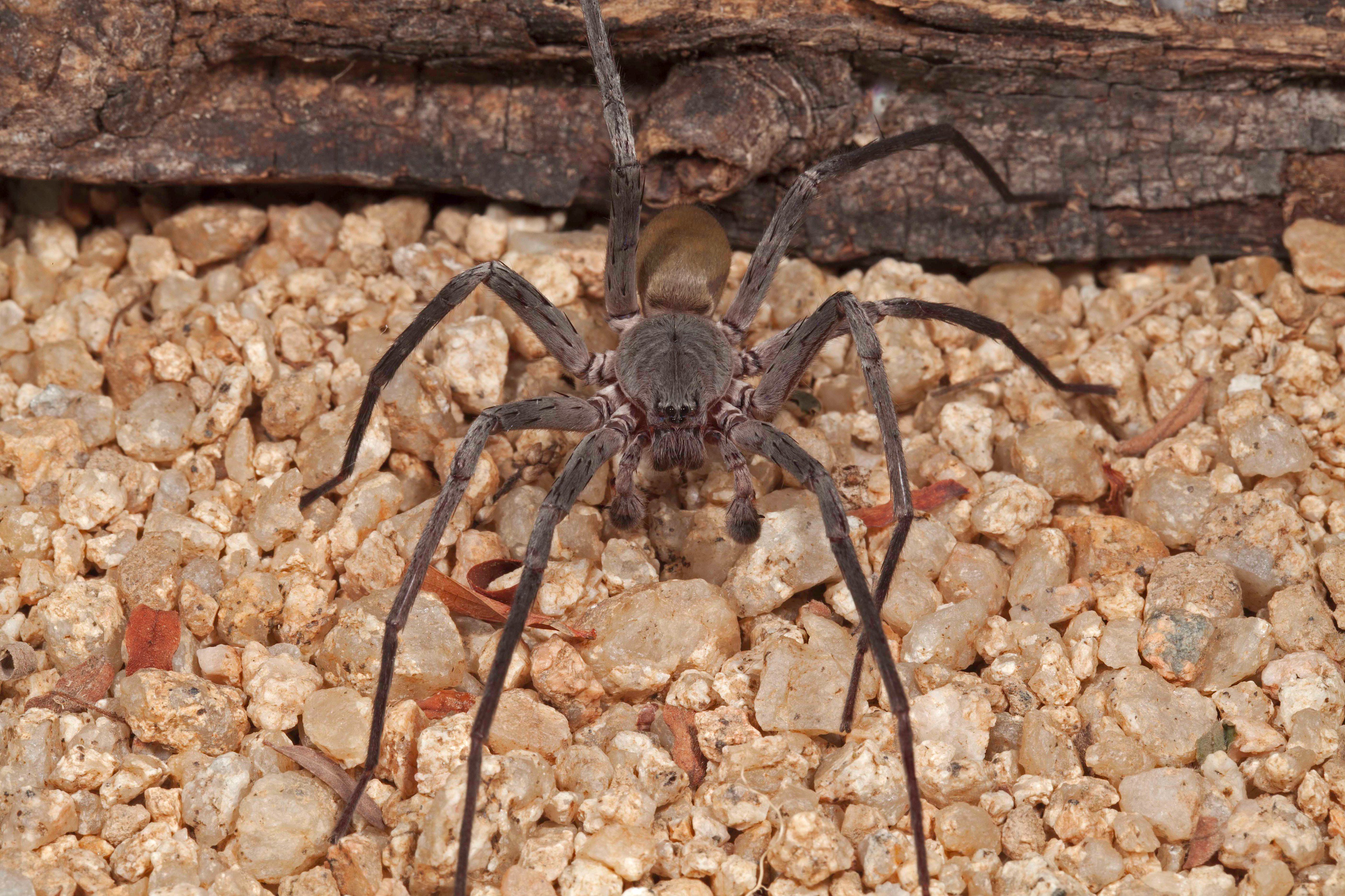 giant cave spider