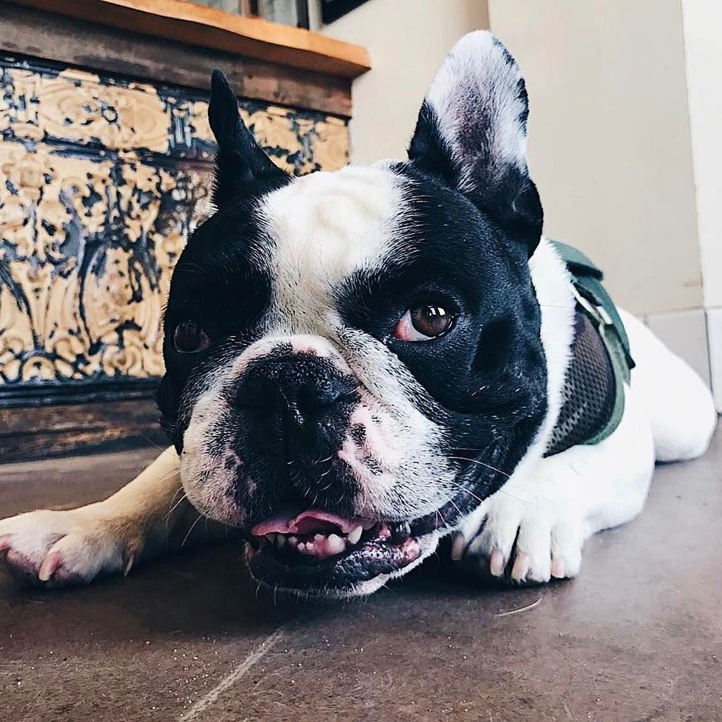 Menottis's tweet photo. You guys try the coffee cake?! Oh wowwww #MenottisMutts https://t.co/HMU4AS9jZz