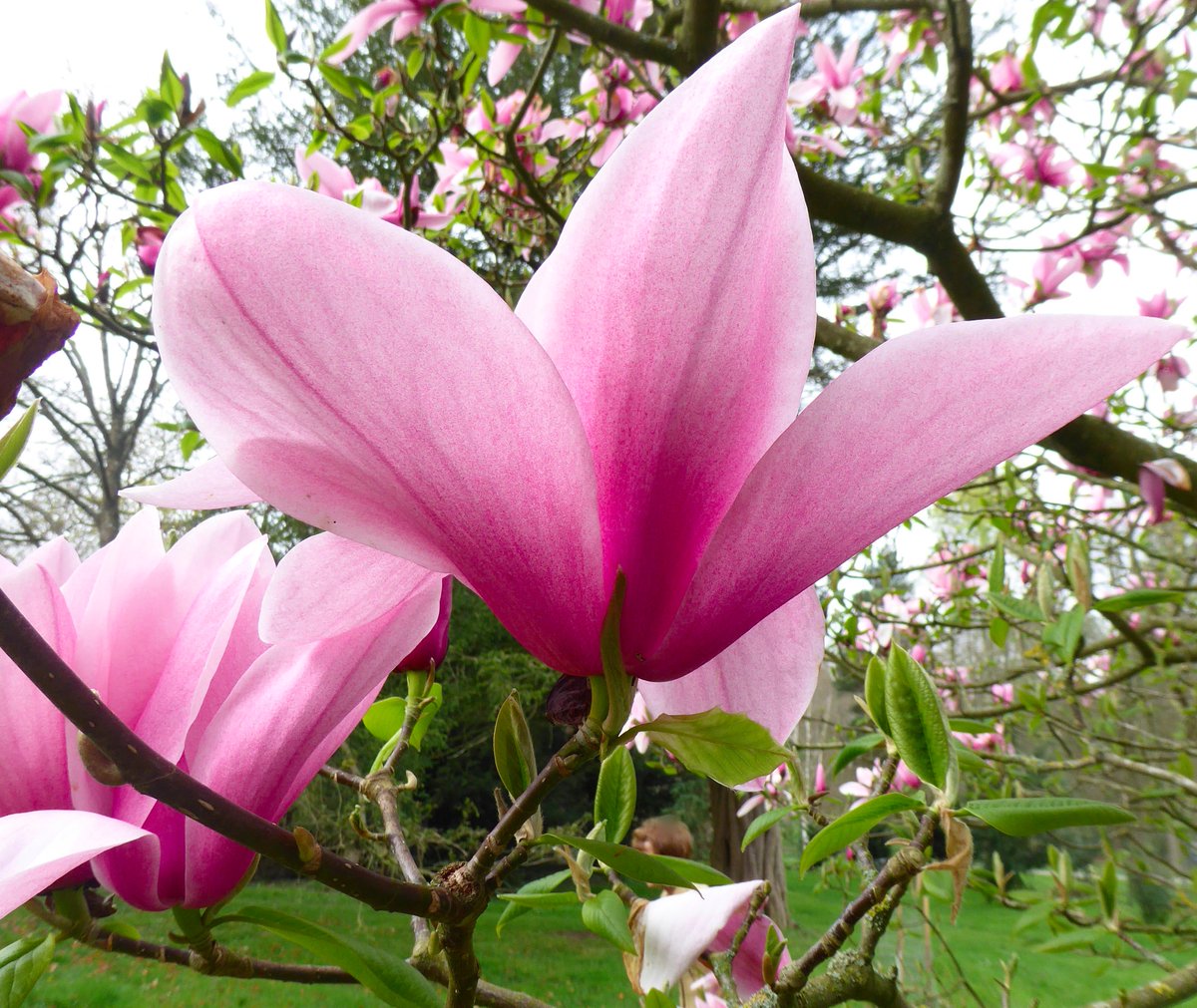 Gardens in the Wild at Whitfield on 24/25 June 2017. Gardens open nearby. Booking open at gardensinthewild.org. Famous for magnolias.