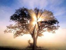 patchupkit's tweet image. Let's all hug this tree! And all trees, for that matter!  Happy hiking, and enjoy nature's wisdom. PatchUpKit.com