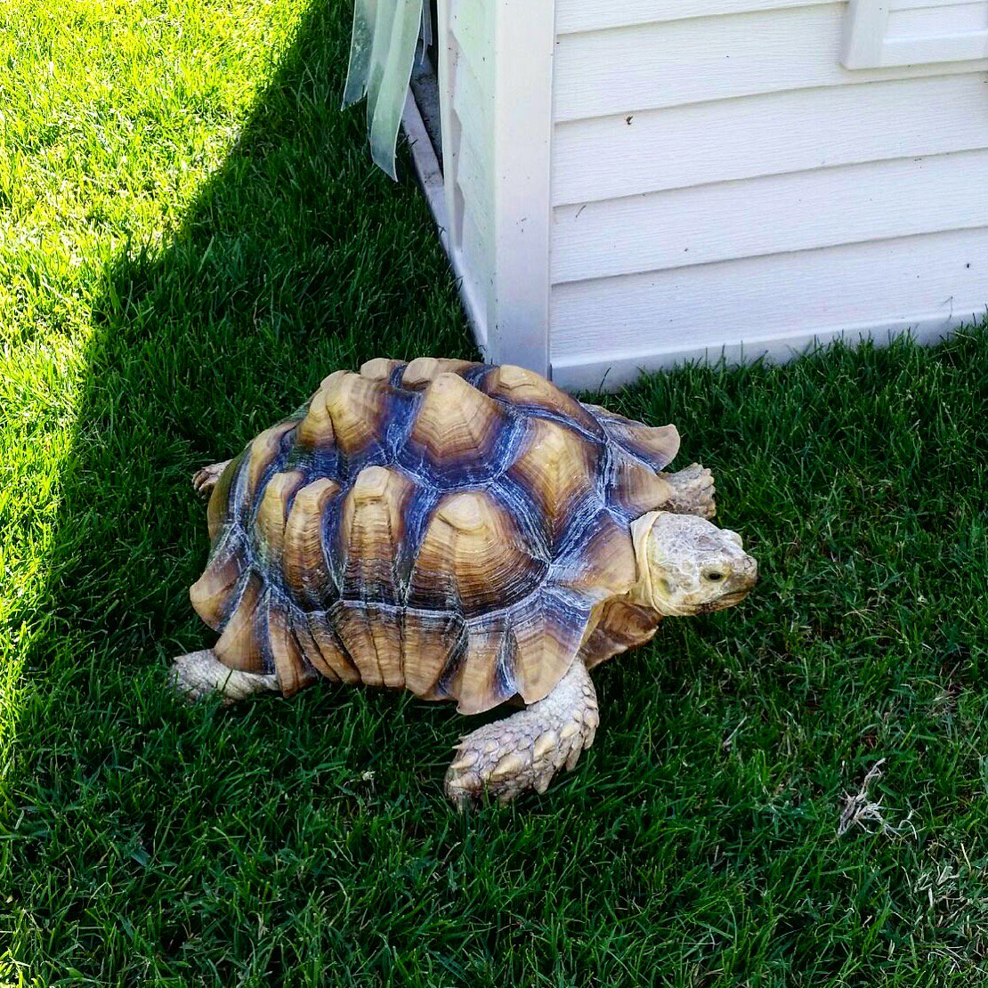 gotaleash's tweet photo. #africanspurredtortoise #petcare #azpets https://t.co/pTEUCID8mi