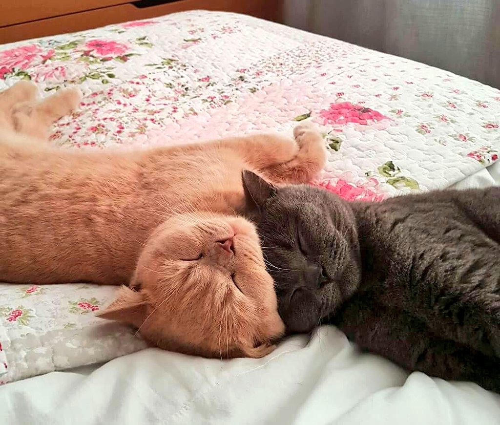 andyhenderson tweet media