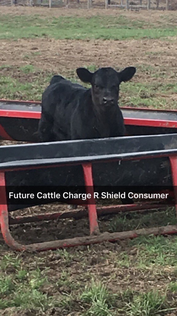 jimboball1's tweet image. @MFA_Inc the future looks bright for him!!!
#ShieldTechnology