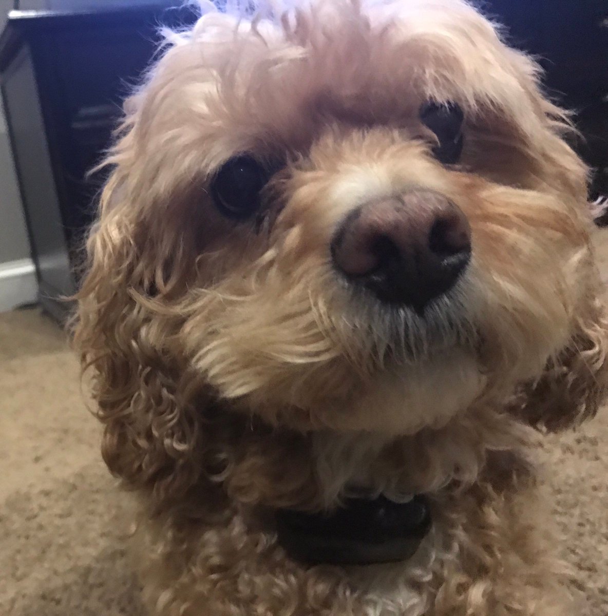 printyourpet's tweet photo. Customize your pupper on an iPhone case today and help save another! 

Only @ https://t.co/CtqjL6fOat 🐶 https://t.co/RZIaPIJtXe