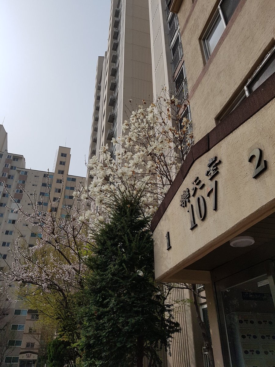 jackjacks's tweet photo. 아파트에 매화와 목련이 활짝.
내 마음도 활짝 https://t.co/QtETmjLAp6